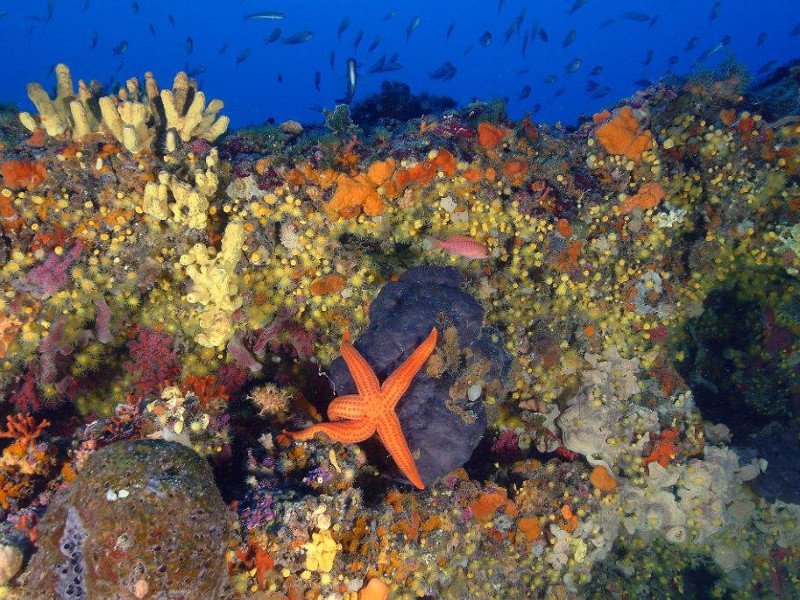MIRAMAR launches to restore key Mediterranean ecosystems